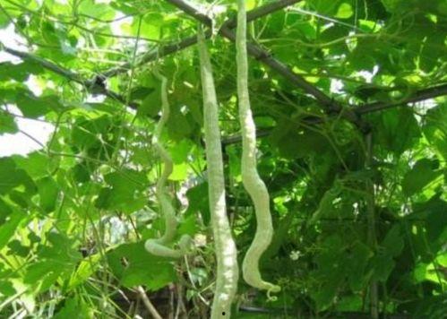 生理期可以吃蛇瓜吗,蛇瓜的营养与食用指南