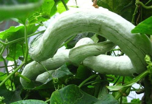 生理期可以吃蛇瓜吗,蛇瓜的营养与食用指南