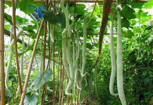 生理期可以吃蛇瓜吗,蛇瓜的营养与食用指南