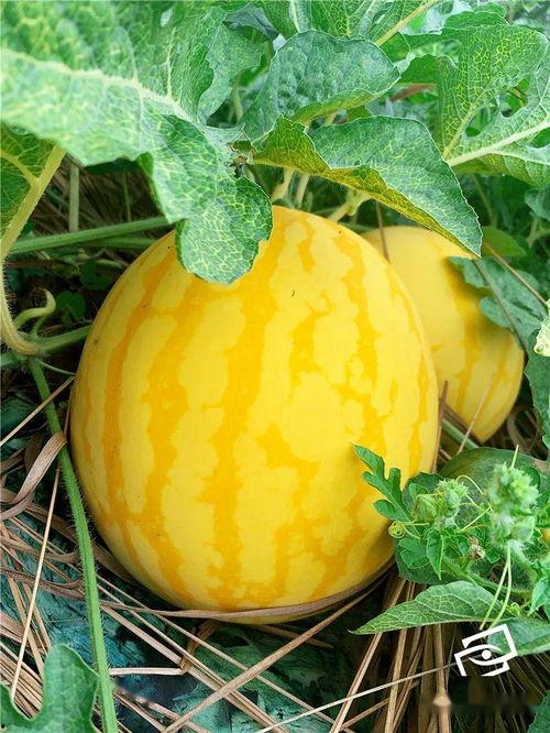 吃瓜身上起红粒