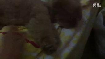 古代吃瓜小视频,穿越时空的美食盛宴