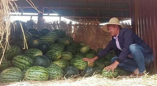 昆明吃瓜老师,揭秘校园里的麻辣鲜香趣事