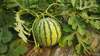 上朝吃瓜超长版,上朝吃瓜背后的宫廷秘闻