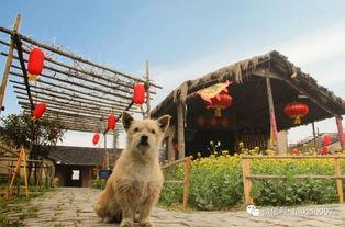 吃瓜咩咩羊,揭秘羊界“网红”的美食传奇