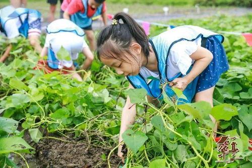 摸鱼吃瓜后续,揭秘职场“隐性”生活