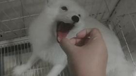 吃瓜的狐狸故事,吃瓜狐狸的奇幻冒险之旅