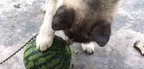 母狗吃瓜,揭秘狗狗的饮食习惯与趣味瞬间