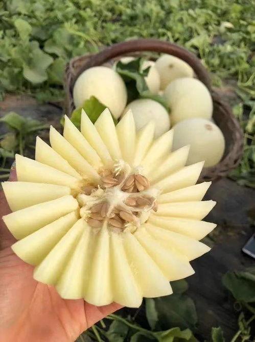 贵妃网在线吃瓜,在线吃瓜，畅享娱乐盛宴