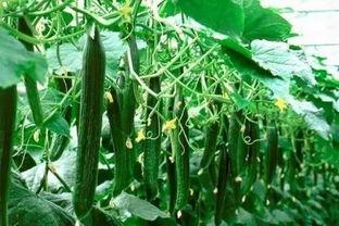 湖南常德吃的瓜,探寻湖南常德的特色美食之旅