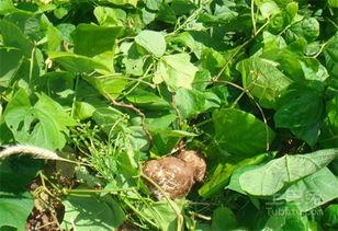 黄毛吃瓜,揭秘娱乐圈的幕后故事