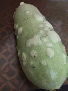 黄斑病玉菇瓜还可以吃吗,玉菇瓜的安全性探讨