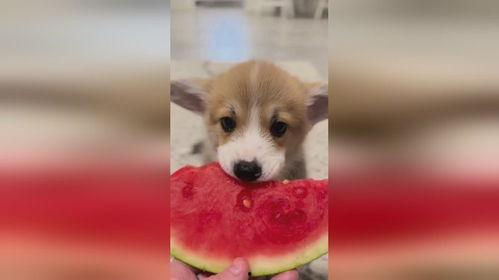 园区吃瓜狗,揭秘宠物乐园里的欢乐生活