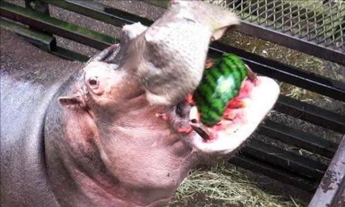 最搞笑的河马吃瓜