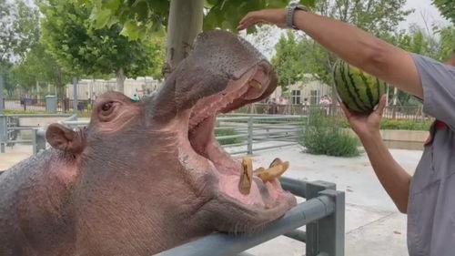 最搞笑的河马吃瓜