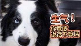 哪些瓜煮熟狗可以吃,哪些瓜煮熟后适合狗狗食用