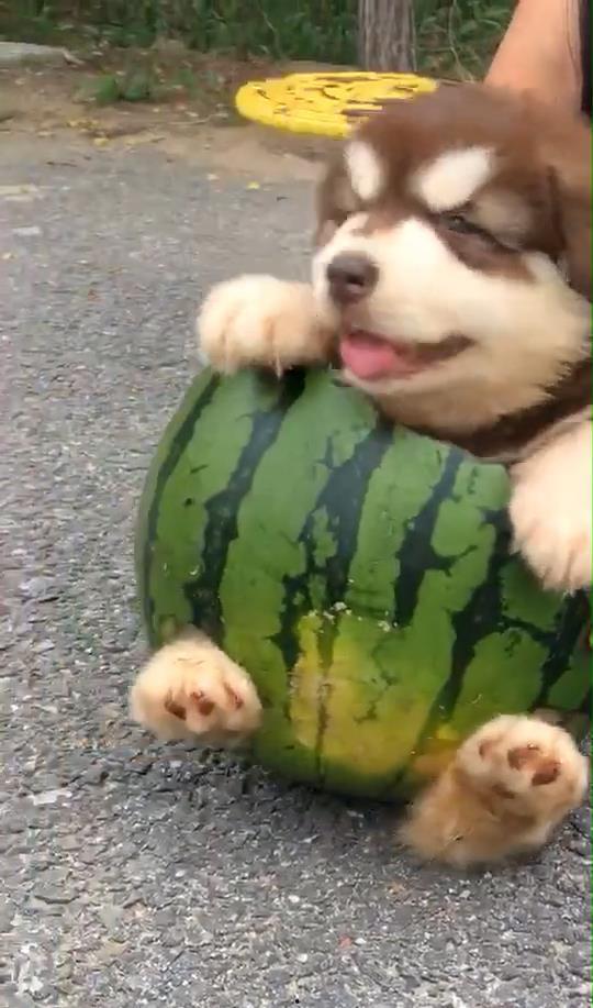 哪些瓜煮熟狗可以吃,哪些瓜煮熟后适合狗狗食用