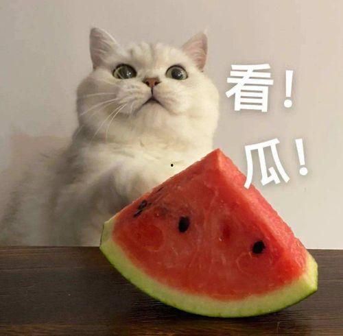 女的吃瓜的搞笑,笑料百出，瓜田笑果连连