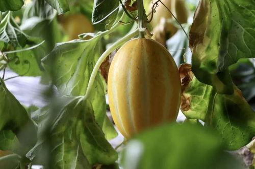 快乐吃瓜277,一场网络热点的狂欢盛宴