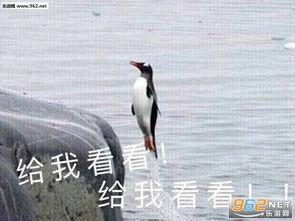 熊猫吃瓜 表情包图片,萌态可掬，趣味横生