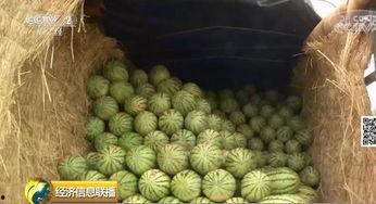 吃瓜群众中的吃瓜指吃什么瓜,究竟吃什么瓜引发热议？