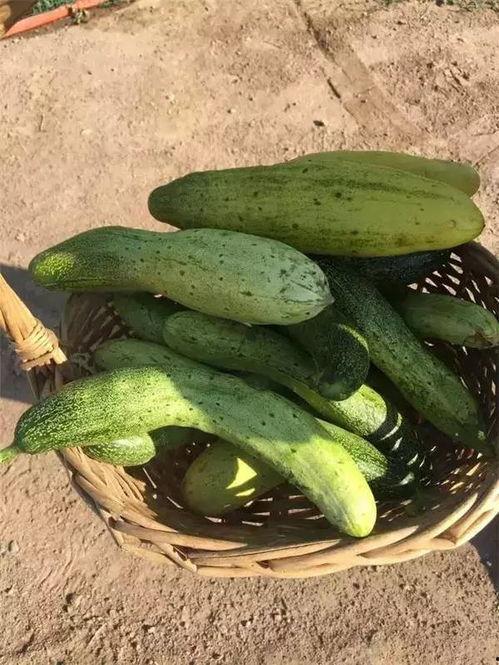 盘点莱州吃瓜,吃瓜群众的味蕾盛宴