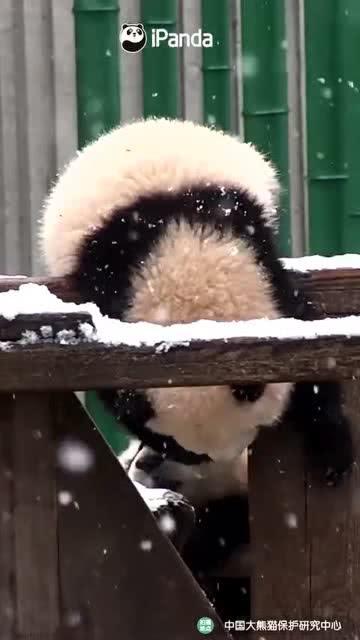 吃瓜小熊图片,一场视觉盛宴