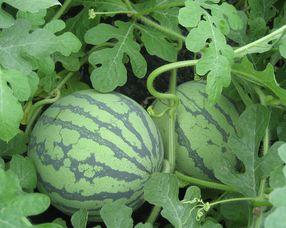 孕妇可以吃块瓜,孕妇适量食用块瓜，助力母婴健康