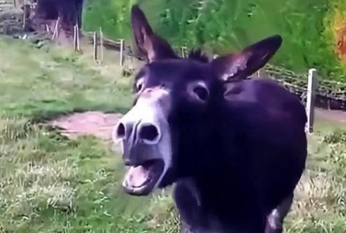 小驴吃瓜酱,揭秘美食背后的趣味故事