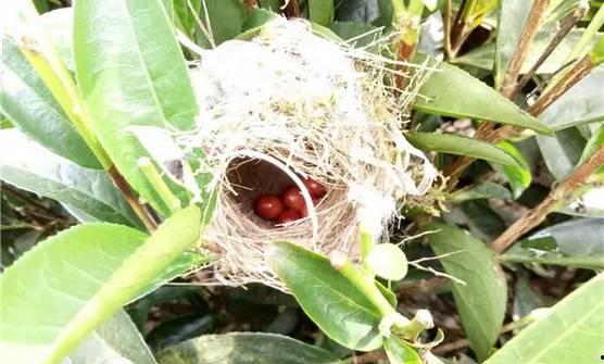 饶平趣味吃瓜,探寻地方特色美食之旅