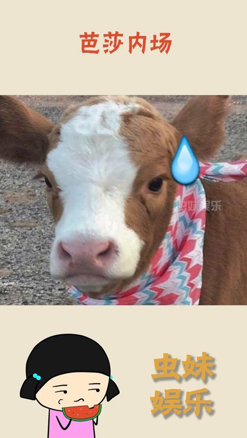 抖音传播吃瓜,揭秘网络传播背后的趣味与真相