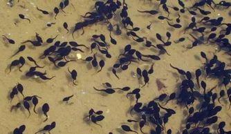 麦秸垛吃瓜,探寻乡村生活的悠闲时光