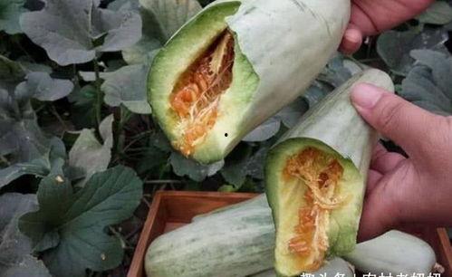 艾菲夫妇 吃瓜,吃瓜群众的甜蜜生活揭秘