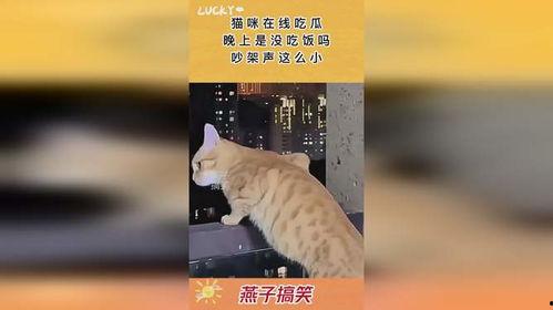 大爷吵架猫咪吃瓜,萌态十足引网友热议