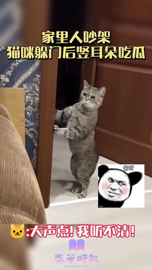 大爷吵架猫咪吃瓜,萌态十足引网友热议