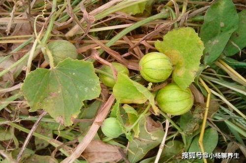 可以吃的野瓜