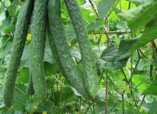 热门吃瓜每日吃瓜