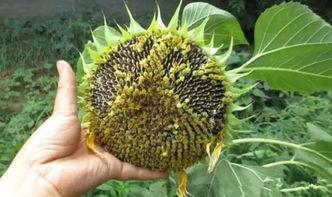 吃瓜 向日葵种子,从种子到美味佳肴的奇妙之旅