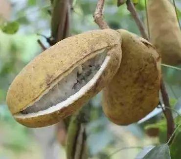 野生瓜蕉怎么吃,野生瓜蕉的多样食法探索