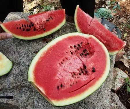 拉稀吃瓜,揭秘网络热词背后的趣味与思考