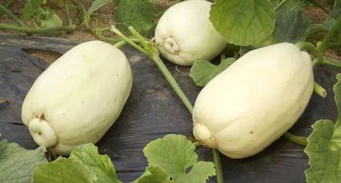 梦到地里摘小瓜炒了吃,地里摘瓜炒食的奇幻体验