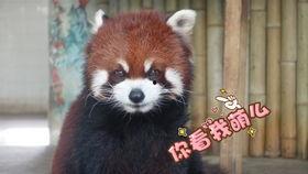 阿然吃瓜,揭秘娱乐圈那些不为人知的幕后故事