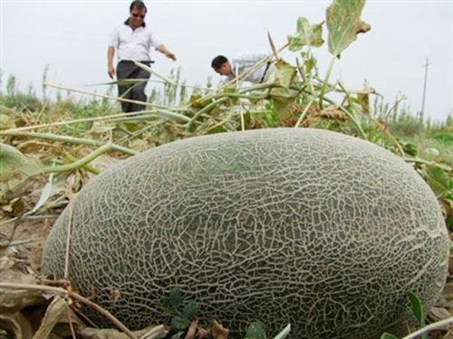 咖师瓜怎么吃,美味吃法大揭秘