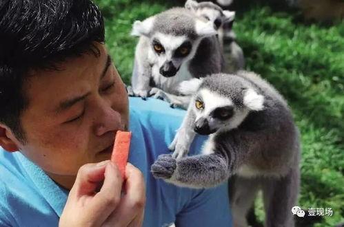 动物吃瓜合集,一场别开生面的美食之旅