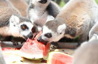 动物吃瓜合集,一场别开生面的美食之旅