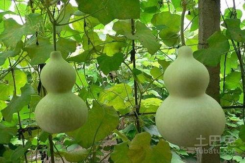 嗮葫芦瓜怎么吃,解锁夏日清新美味