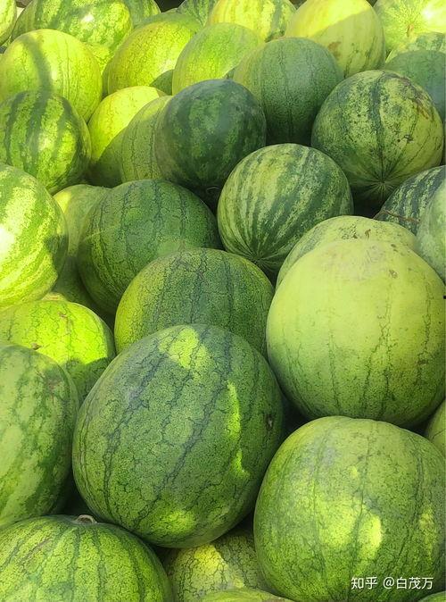 健身可以吃籽瓜吗