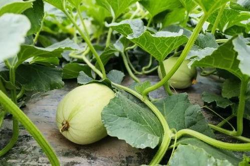 吃瓜毛团,揭秘娱乐圈的幕后故事