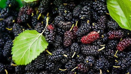 原著桑稚吃瓜,揭秘原著中的趣味瞬间