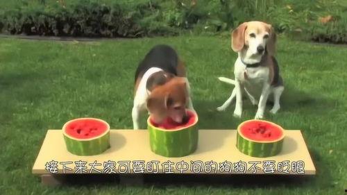 三条狗吃瓜,探寻狗狗的美食世界