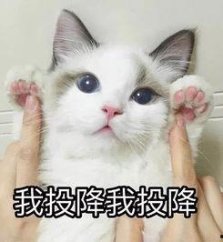可爱的猫咪群众吃瓜,猫咪吃瓜大揭秘！